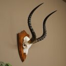 Trophée de crâne dantilope impala...