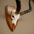 Impala Antilope (Aepyceros) Schädeltrophäe Trophäe HL 57 cm Trophäenschild 88.4.73