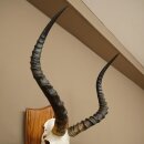 Impala Antilope (Aepyceros) Schädeltrophäe Trophäe HL 57 cm Trophäenschild 88.4.73