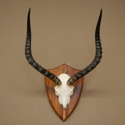 Impala Antilope (Aepyceros) Schädeltrophäe Trophäe HL 57 cm Trophäenschild 88.4.73