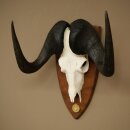 Gnu, White-tailed Gnu, Skull Trophy, Africa, Antelope, Skull Trophy, Shield 88.9.51