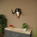 Gnu, White-tailed Gnu, Skull Trophy, Africa, Antelope, Skull Trophy, Shield 88.9.51