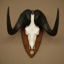 Gnu, White-tailed Gnu, Skull Trophy, Africa, Antelope, Skull Trophy, Shield 88.9.51
