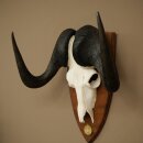 Gnu, White-tailed Gnu, Skull Trophy, Africa, Antelope, Skull Trophy, Shield 88.9.51