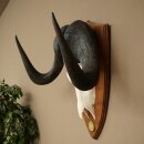Gnu, White-tailed Gnu, Skull Trophy, Africa, Antelope, Skull Trophy, Shield 88.9.51