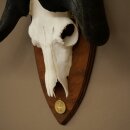 Gnu, White-tailed Gnu, Skull Trophy, Africa, Antelope, Skull Trophy, Shield 88.9.51