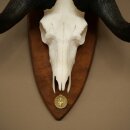 Gnu, White-tailed Gnu, Skull Trophy, Africa, Antelope, Skull Trophy, Shield 88.9.51