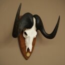 Gnu, White-tailed Gnu, Skull Trophy, Africa, Antelope, Skull Trophy, Shield 88.9.51