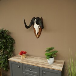 Gnu, White-tailed Gnu, Skull Trophy, Africa, Antelope, Skull Trophy, Shield 88.9.51