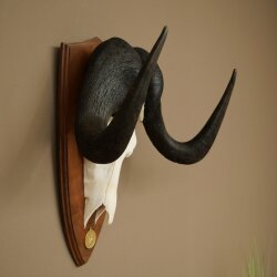 Gnu, White-tailed Gnu, Skull Trophy, Africa, Antelope, Skull Trophy, Shield 88.9.51