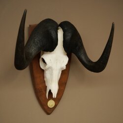 Gnu, White-tailed Gnu, Skull Trophy, Africa, Antelope, Skull Trophy, Shield 88.9.51