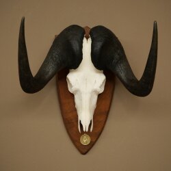 Gnu, White-tailed Gnu, Skull Trophy, Africa, Antelope, Skull Trophy, Shield 88.9.51