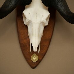 Gnu, White-tailed Gnu, Skull Trophy, Africa, Antelope, Skull Trophy, Shield 88.9.51