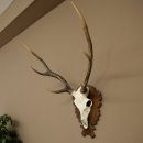 Sika Deer Antlers Sika Deer Antler Trophies Antler Trophy...
