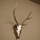 Sika Deer Antlers Sika Deer Antler Trophies Antler Trophy...