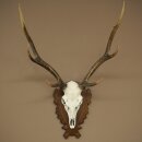 Sikahirsch Geweih Sika Hirsch Stangen Hirschgeweih Trophäenschild 70.1114