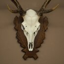 Sikahirsch Geweih Sika Hirsch Stangen Hirschgeweih Trophäenschild 70.1114