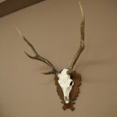 Sikahirsch Geweih Sika Hirsch Stangen Hirschgeweih Trophäenschild 70.1114