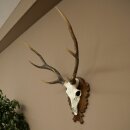 Sikahirsch Geweih Sika Hirsch Stangen Hirschgeweih Trophäenschild 70.1114