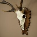Sikahirsch Geweih Sika Hirsch Stangen Hirschgeweih Trophäenschild 70.1114