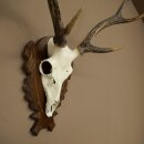 Sikahirsch Geweih Sika Hirsch Stangen Hirschgeweih Trophäenschild 70.1114
