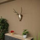 Sikahirsch Geweih Sika Hirsch Stangen Hirschgeweih Trophäenschild 70.1114