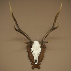 Sikahirsch Geweih Sika Hirsch Stangen Hirschgeweih Trophäenschild 70.1114