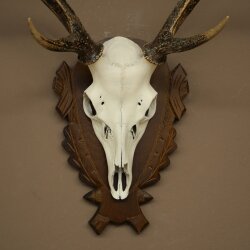 Sikahirsch Geweih Sika Hirsch Stangen Hirschgeweih Trophäenschild 70.1114