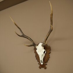 Sikahirsch Geweih Sika Hirsch Stangen Hirschgeweih Trophäenschild 70.1114