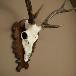 Sikahirsch Geweih Sika Hirsch Stangen Hirschgeweih Trophäenschild 70.1114