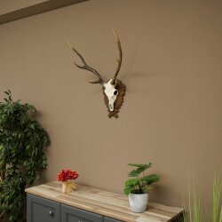 Sikahirsch Geweih Sika Hirsch Stangen Hirschgeweih Trophäenschild 70.1114