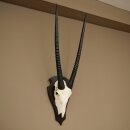Oryx (Oryx gazella) Antilope HL 80 cm Hörner lose Spießbock Afrika Schädeltrophäe Schild 88.3.118