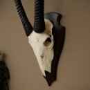 Oryx (Oryx gazella) Antilope HL 80 cm Hörner lose Spießbock Afrika Schädeltrophäe Schild 88.3.118