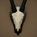 Oryx (Oryx gazella) Antilope HL 80 cm Hörner lose Spießbock Afrika Schädeltrophäe Schild 88.3.118