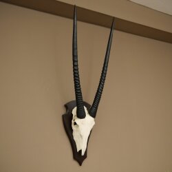 Oryx (Oryx gazella) Antilope HL 80 cm Hörner lose Spießbock Afrika Schädeltrophäe Schild 88.3.118