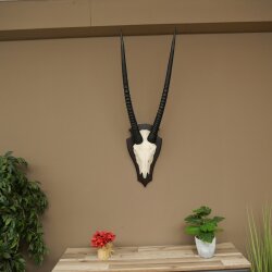 Oryx (Oryx gazella) Antilope HL 80 cm Hörner lose Spießbock Afrika Schädeltrophäe Schild 88.3.118
