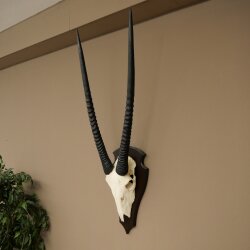 Oryx (Oryx gazella) Antilope HL 80 cm Hörner lose Spießbock Afrika Schädeltrophäe Schild 88.3.118
