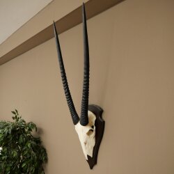Oryx (Oryx gazella) Antilope HL 80 cm Hörner lose Spießbock Afrika Schädeltrophäe Schild 88.3.118