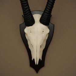 Oryx (Oryx gazella) Antilope HL 80 cm Hörner lose Spießbock Afrika Schädeltrophäe Schild 88.3.118