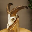 Muflone (Ovis gmelini musimon) Ariete con corna piccole,...