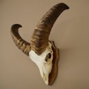 Muflone (Ovis gmelini musimon) Ariete con corna piccole,...