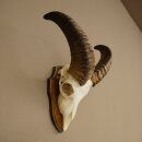 Mufflon (Ovis gmelini musimon) Widder kleines Geweih Schädeltrophäe HL 26 cm auf Trophäenschild 82.1.152