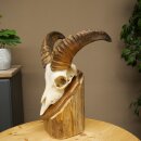Mufflon (Ovis gmelini musimon) Widder kleines Geweih Schädeltrophäe HL 26 cm auf Trophäenschild 82.1.152
