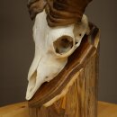 Mufflon (Ovis gmelini musimon) Widder kleines Geweih Schädeltrophäe HL 26 cm auf Trophäenschild 82.1.152