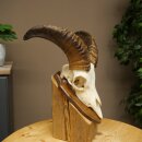 Mufflon (Ovis gmelini musimon) Widder kleines Geweih Schädeltrophäe HL 26 cm auf Trophäenschild 82.1.152