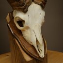 Mufflon (Ovis gmelini musimon) Widder kleines Geweih Schädeltrophäe HL 26 cm auf Trophäenschild 82.1.152