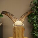 Mufflon (Ovis gmelini musimon) Widder kleines Geweih Schädeltrophäe HL 26 cm auf Trophäenschild 82.1.152