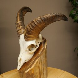 Mufflon (Ovis gmelini musimon) Widder kleines Geweih Schädeltrophäe HL 26 cm auf Trophäenschild 82.1.152