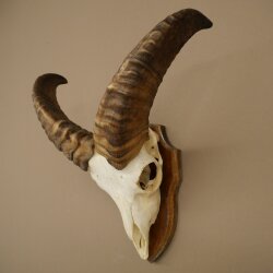 Mufflon (Ovis gmelini musimon) Widder kleines Geweih Schädeltrophäe HL 26 cm auf Trophäenschild 82.1.152