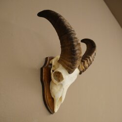Mufflon (Ovis gmelini musimon) Widder kleines Geweih Schädeltrophäe HL 26 cm auf Trophäenschild 82.1.152